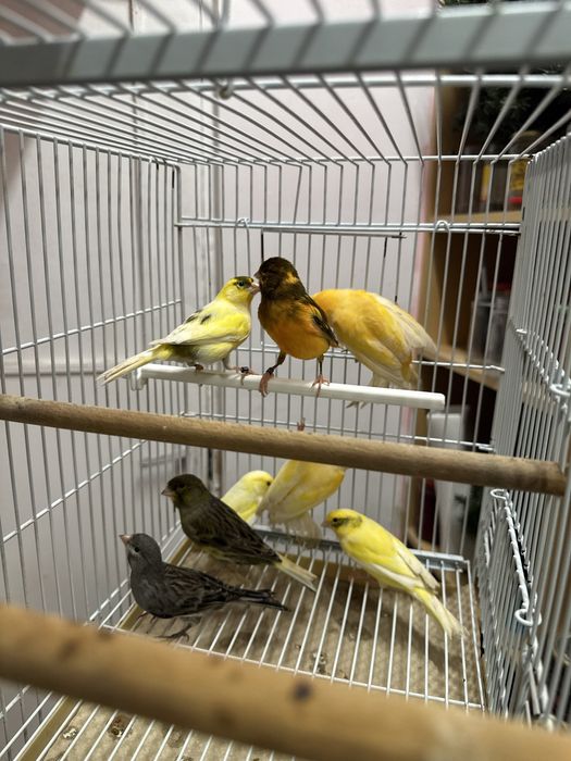 Canari de vanzare
