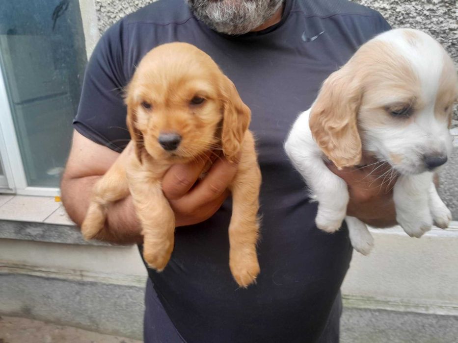 Продавам кученце .