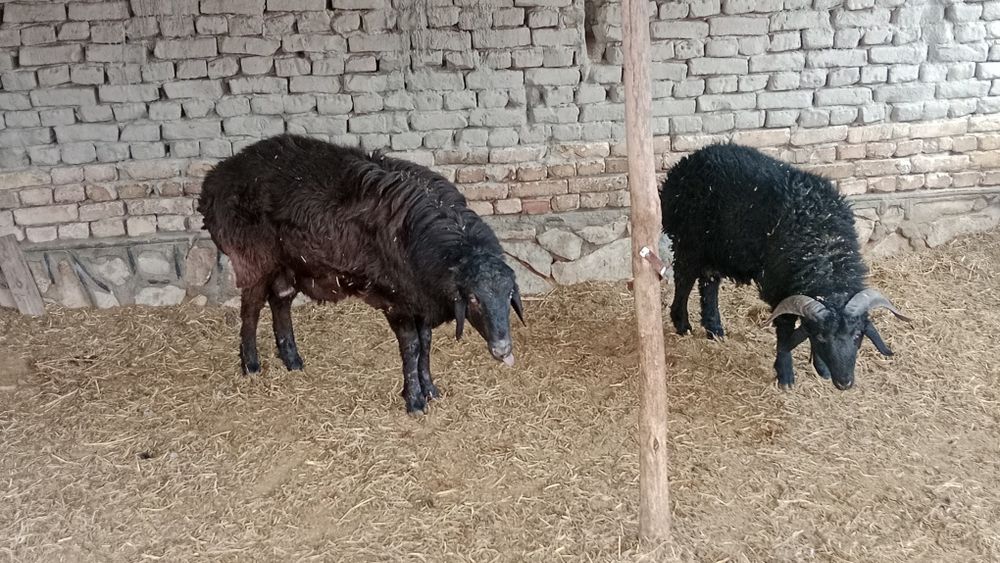 Yosh Qòylar sotiladi