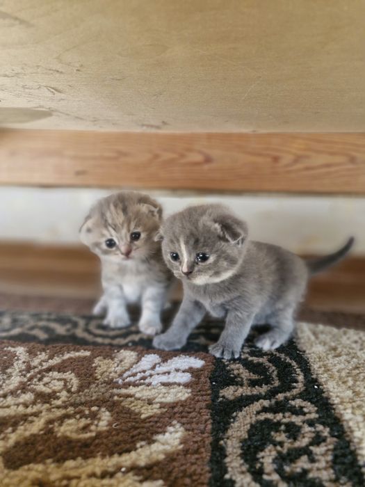 Шотландские вислоухие котята