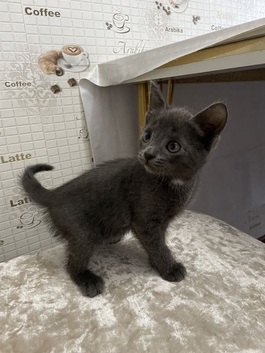 Отдам котят в хорошие руки