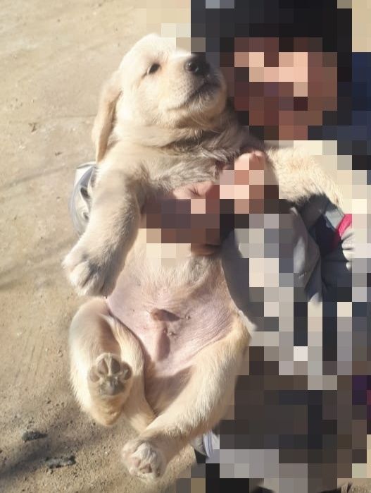 Щенок в добрые хорошие руки