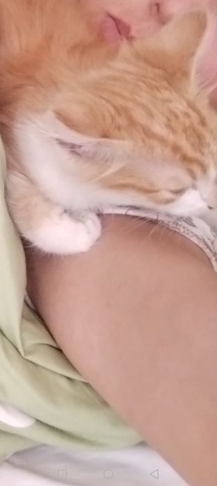 Отдам котенка подростка.