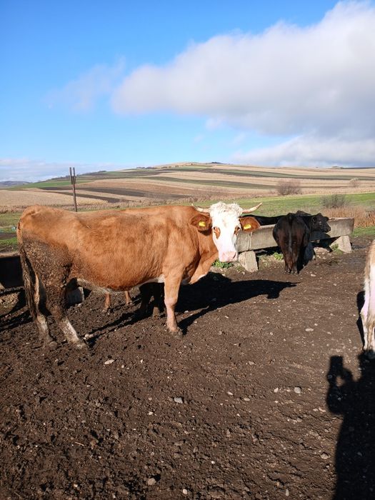 Vaca de vanzare.