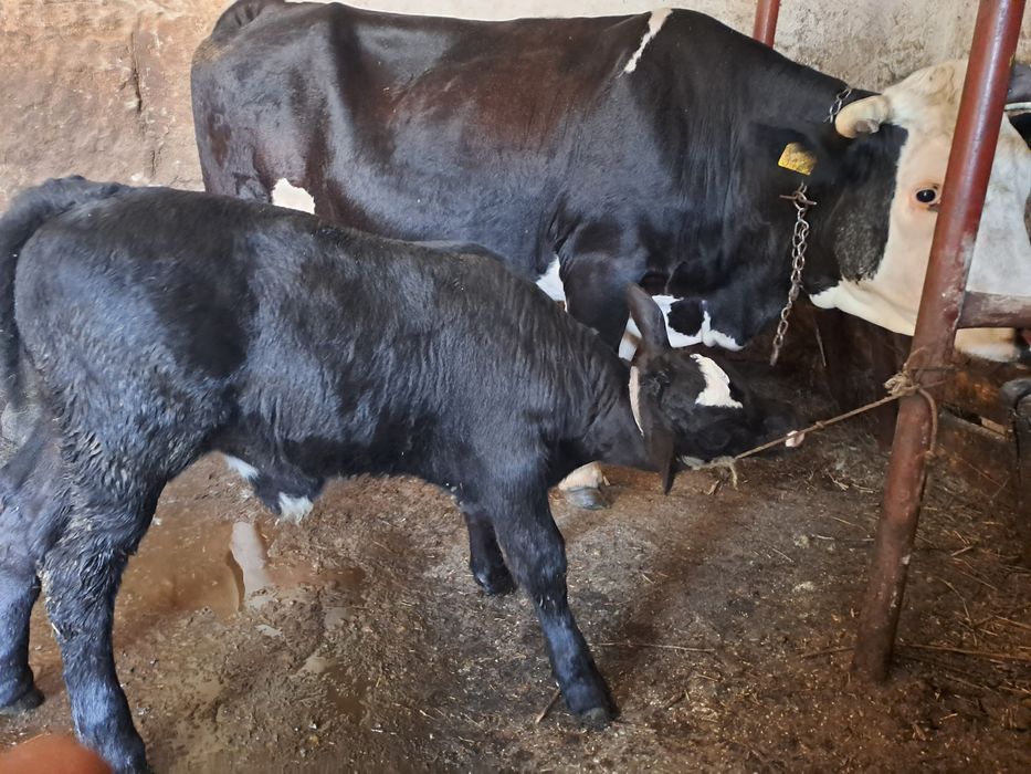 Vând vaca cu vițel