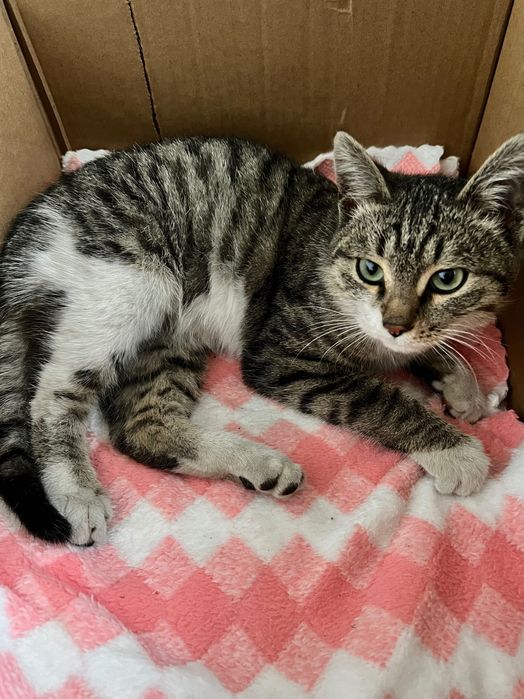 Нашли котика домашнего