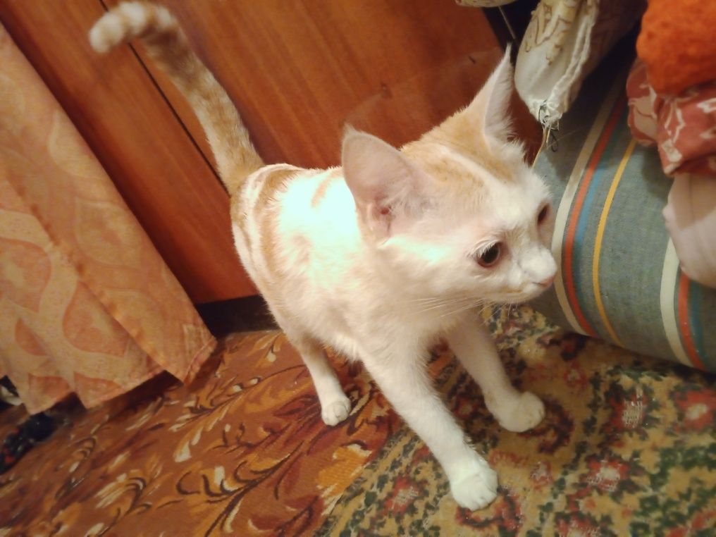 Продам кошку не дорого