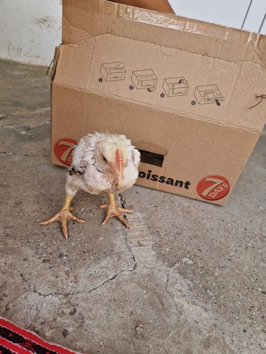 pui de vânzare-judetul Constanta