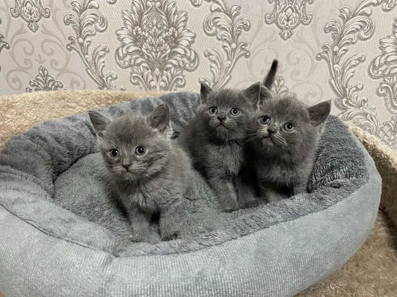 Продаются скотиш фолд страйт котята
