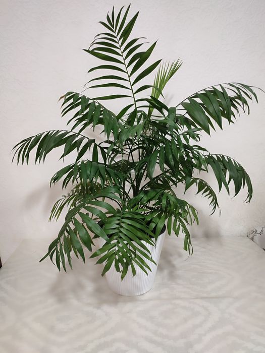 Домашние цветы, большие горшки