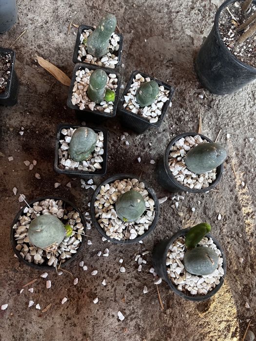 Trichocereus Bridgesii Varianta Monstruosa