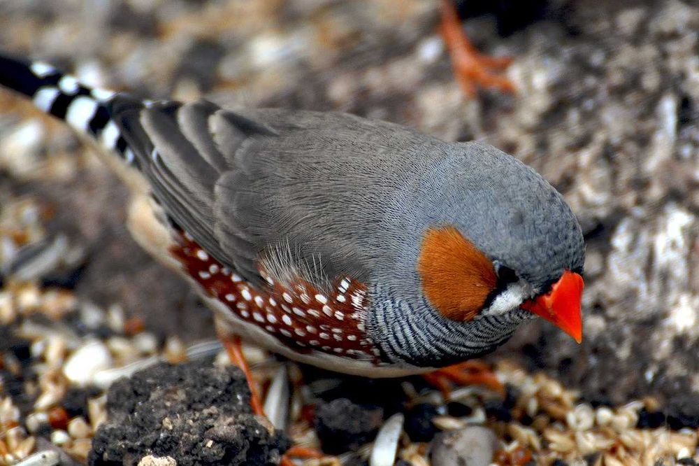 Продам амадину с новой клеткой