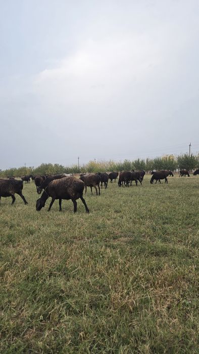 Бугоз куйлар сотилади( куй, совлик) q'oy