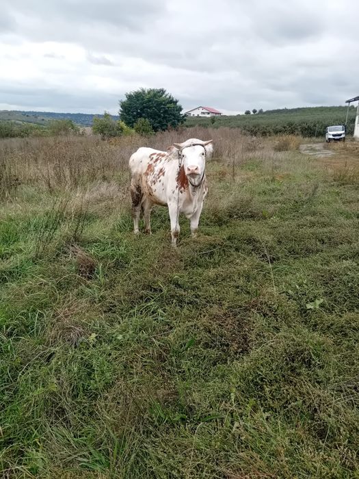 Vând junică de un an și două luni