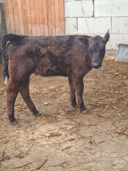 Tauras angus frumos mâncăcios 3 luni