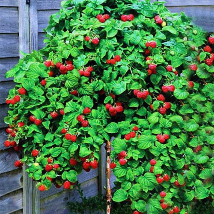 Zmeur De Tip Pomișor