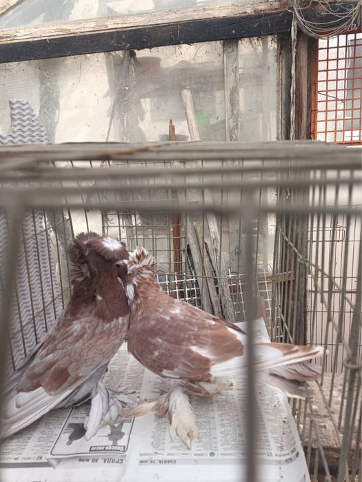 Немски Барабанчик Динкеши