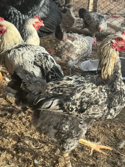 Продаются петухи