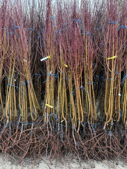 Vând Pomi fructiferi  anul 2