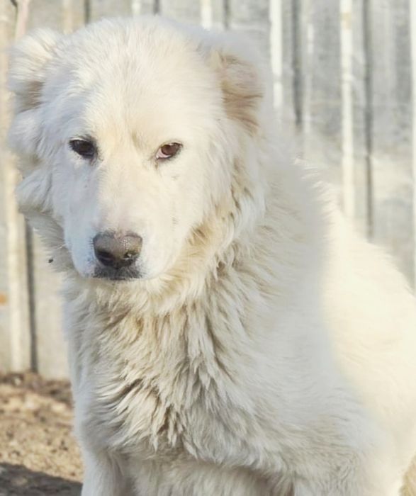 Ждём любящих хозяев