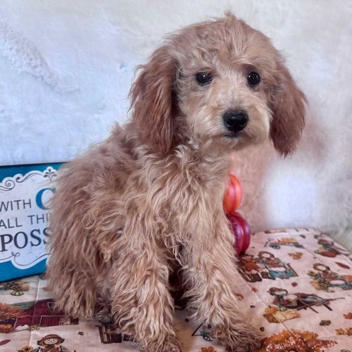 Пудел - мъжко кученце