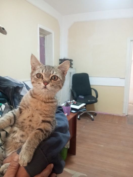 БЕСПЛАТНО котенок  мальчик 2 месяца,  отдам в хорошие добрые руки