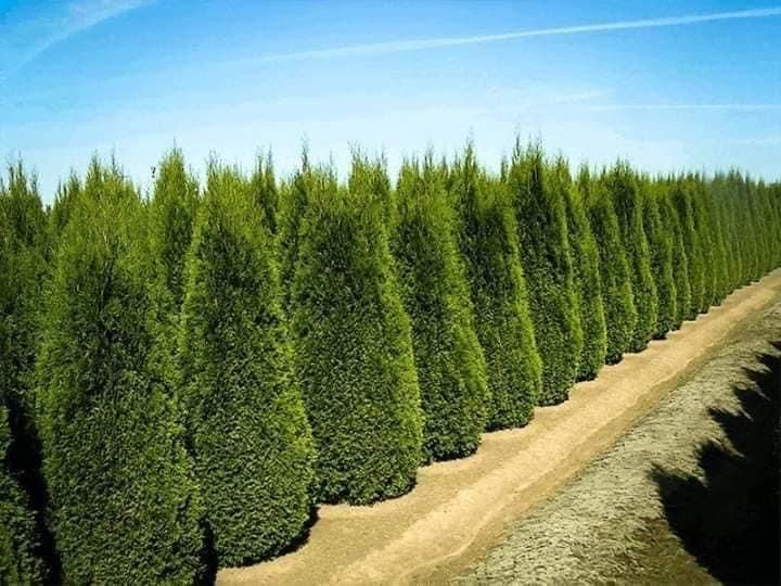 Plante ornamentale.tuia,forme,specialitati.gazon.piatra