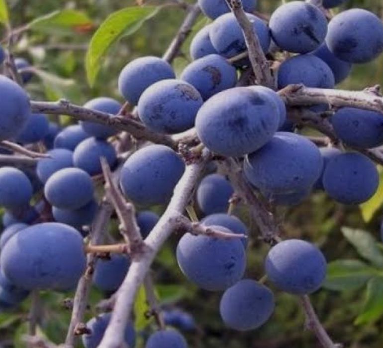 Продам сливу терн