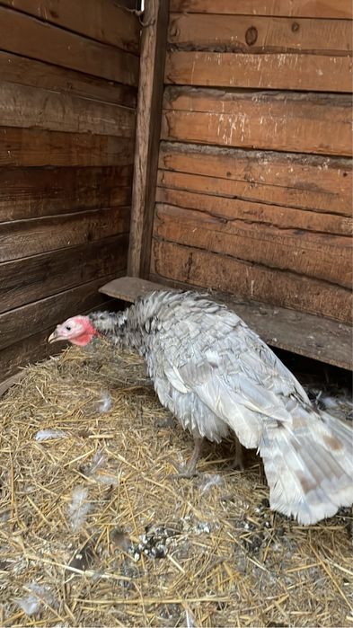 Disponibili curci si curcani