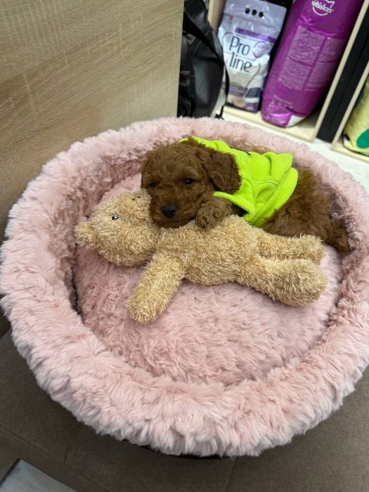 Лучший друг который никогда не придаст