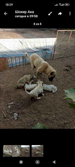 Турк Канголи сотилади