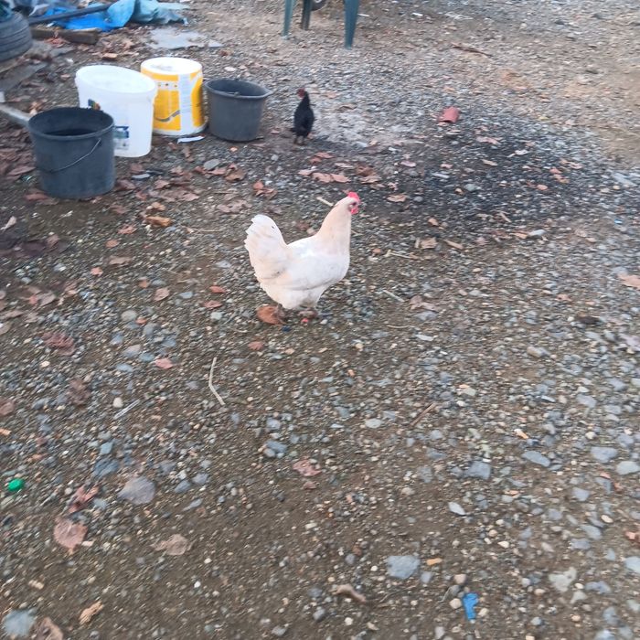 Gaini La Bresse de vanzare