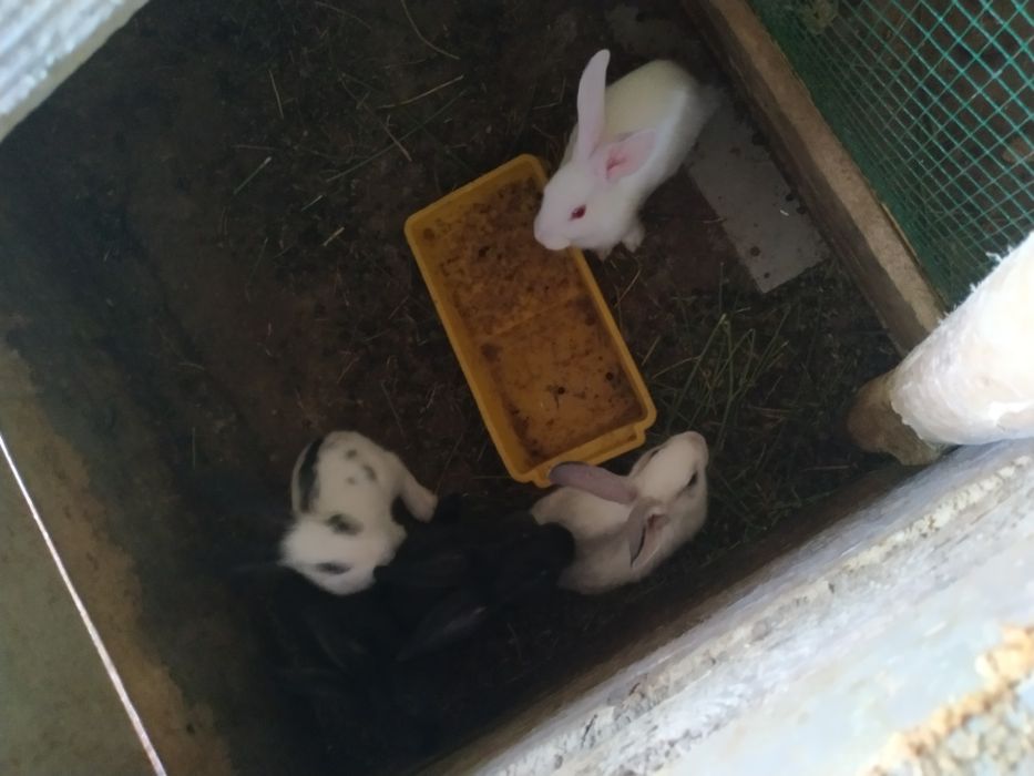 Quyonlar sotiladi soni 4ta donasi 50ming