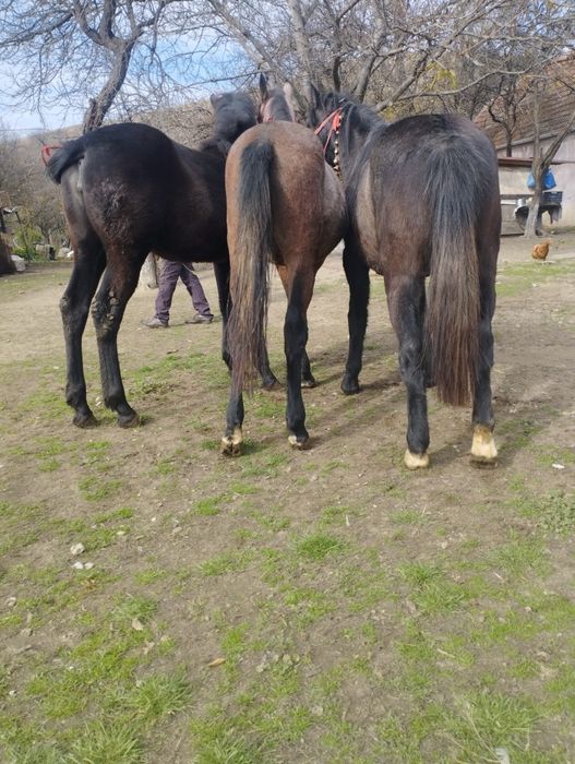 De vânzare trei mânji un cârlan de doi ani jumate și un ponei
