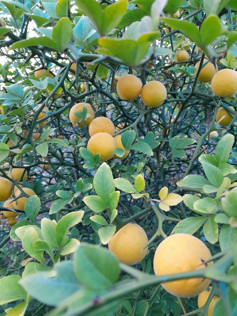 Lamai de grădină (Poncirius trifoliata)