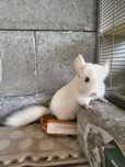 Chinchilla /sinsila