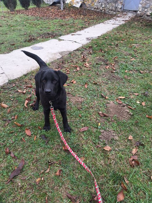 Cățel labrador caută stăpân