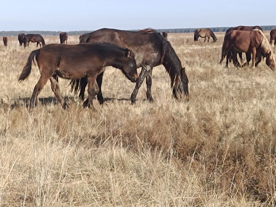 Продам кобылу с жеребёнком