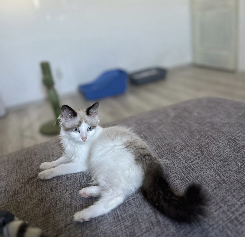 Băiețel Ragdoll Seal Bicolor