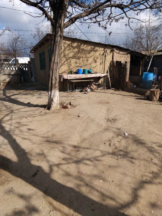 gaini americane in diferite variante