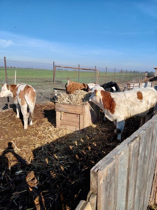 Vând  patru vitele baltate