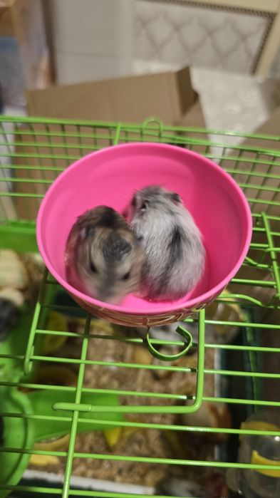 Продам хомяк 6 шт по 1000тг.  Домик по 7000тг новый