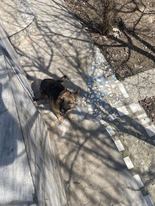 Срочно продается Немецкая овчарка девочка