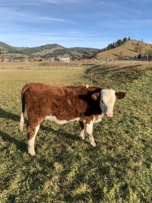 Vitele baltate romanesti de vanzare