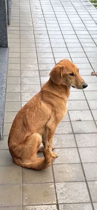 Търся дом за малката Лея