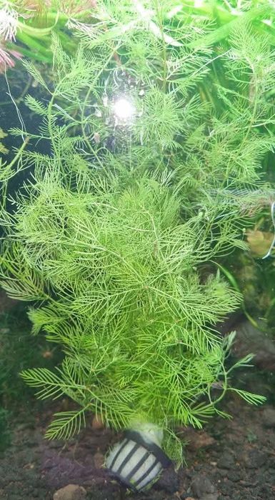 Аквариумни растения