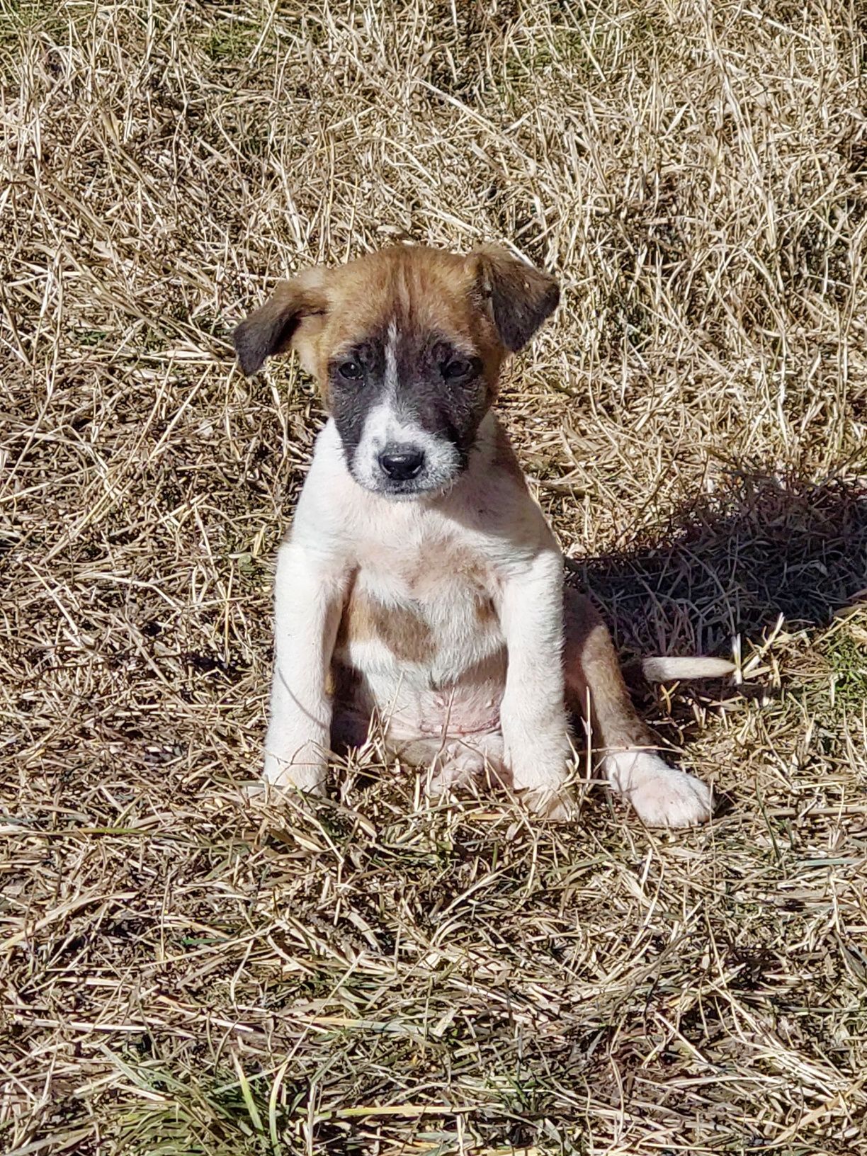 Donez 3 cățeluși (fetițe) unor iubitori de animale .