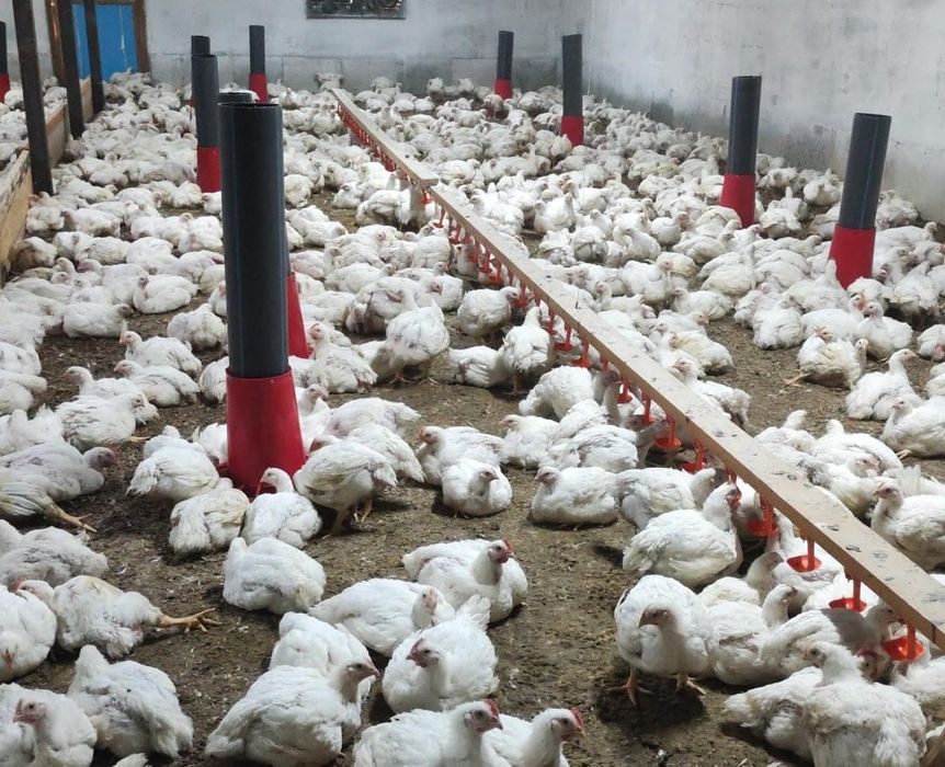 Бройлер живым весом Арбор Айкрес құс еті