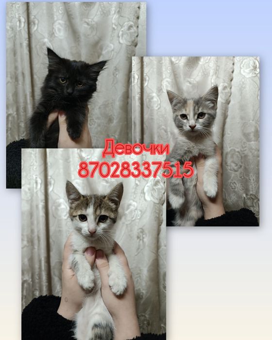 Котята девочки Срочно