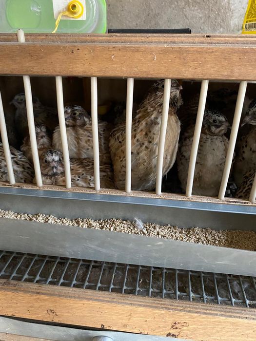 Молодые перепелки несушки